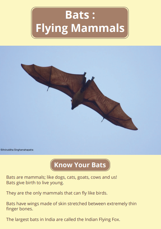 Bats: Flying Mammals