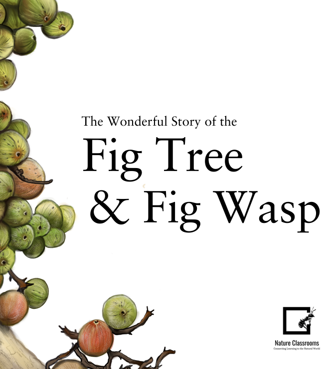 Fig Tree and Fig Wasp