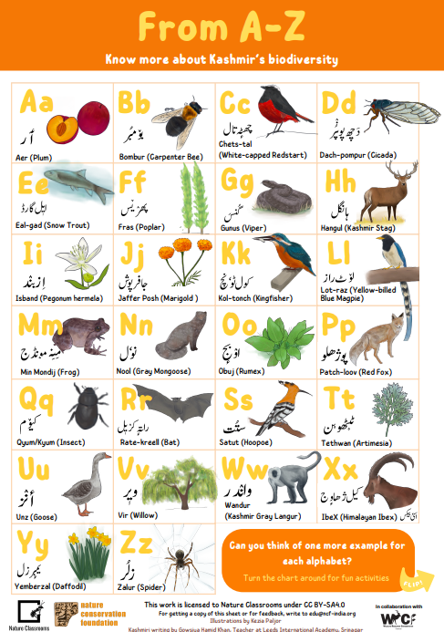Kashmiri Alphabet Chart