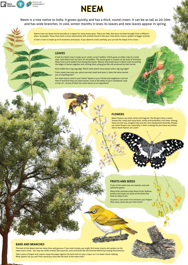 Neem