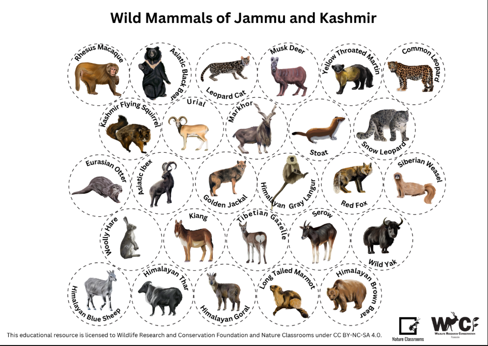 Wild Mammals of Jammu and Kashmir