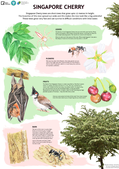 Singapore Cherry