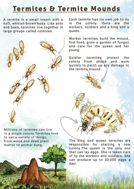 Termites and Termite Mounds